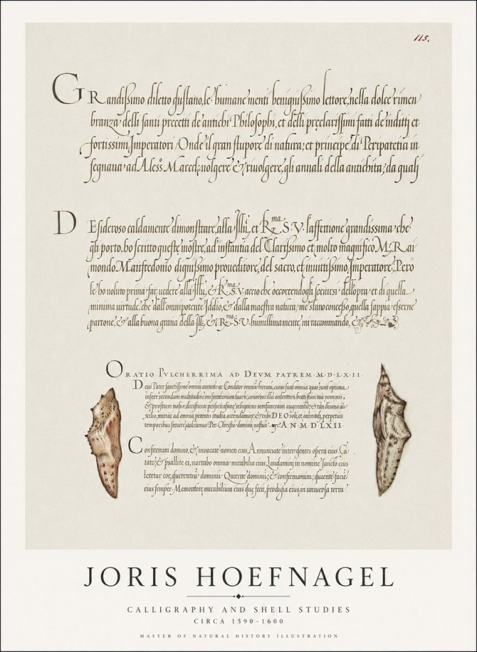 Joris Hoefnagel Study of Shells and Calligraphy No2 - Plakát