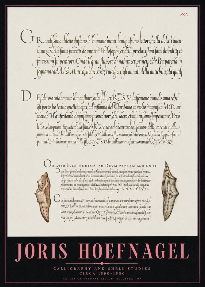 Joris Hoefnagel Study of Shells and Calligraphy No5 - Plakát