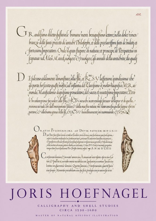 Joris Hoefnagel Study of Shells and Calligraphy No6 - Plakát