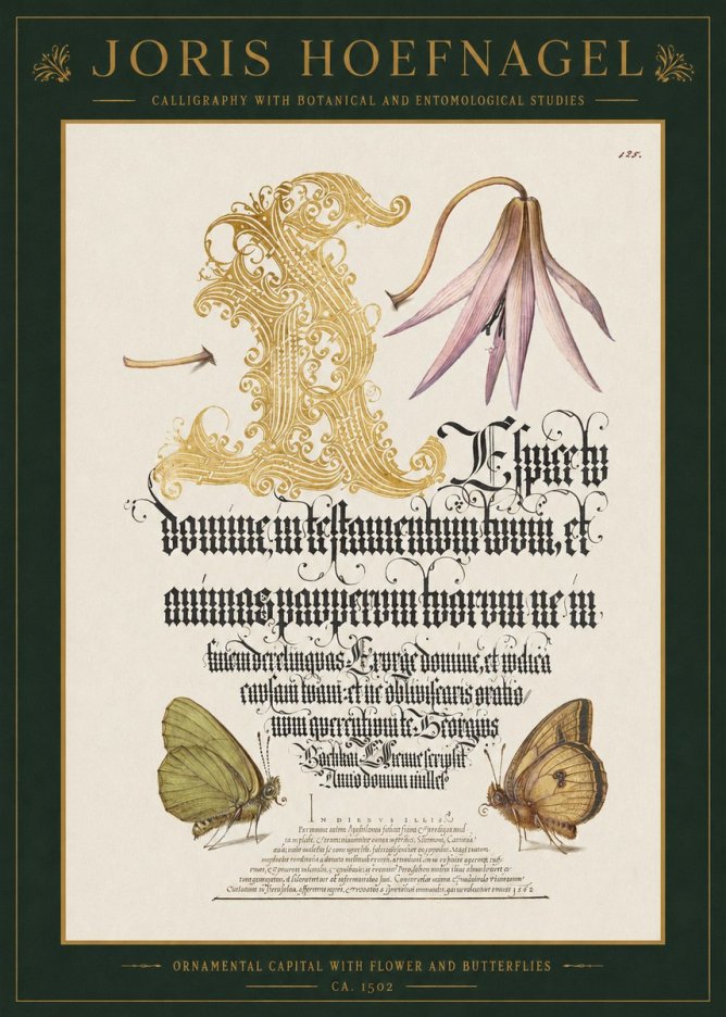 Joris Hoefnagel Ornamental Capital with Flower and Butterflies No1 - Plakát