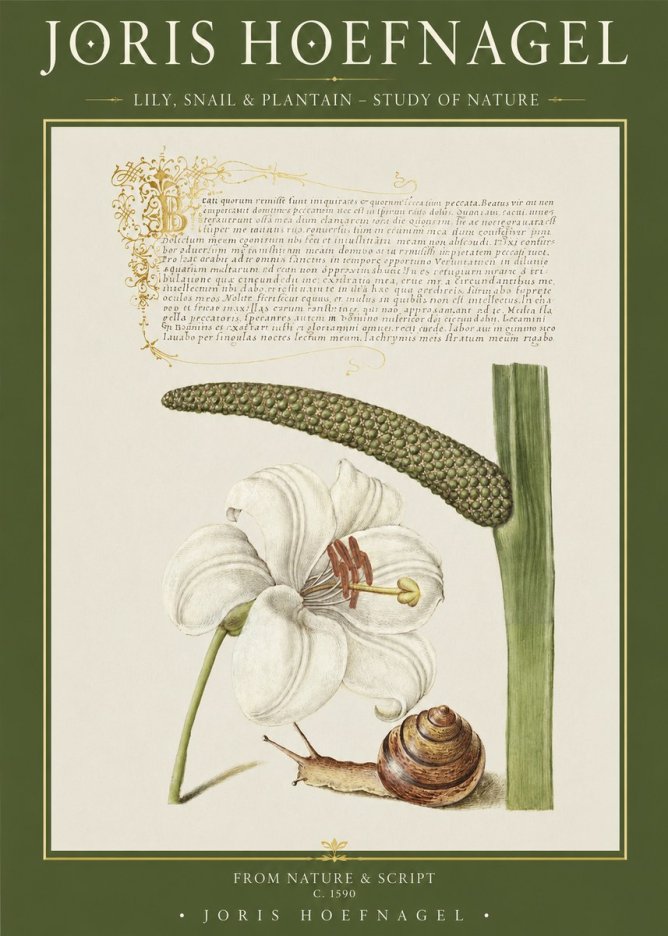 Joris Hoefnagel Lily, Snail & Plantain - Study of Nature No1 - Plakát