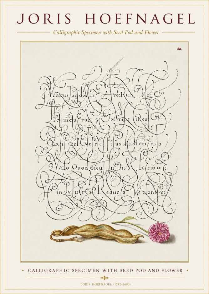 Joris Hoefnagel Calligraphic Specimen with Seed Pod and Flower No1 - Plakát