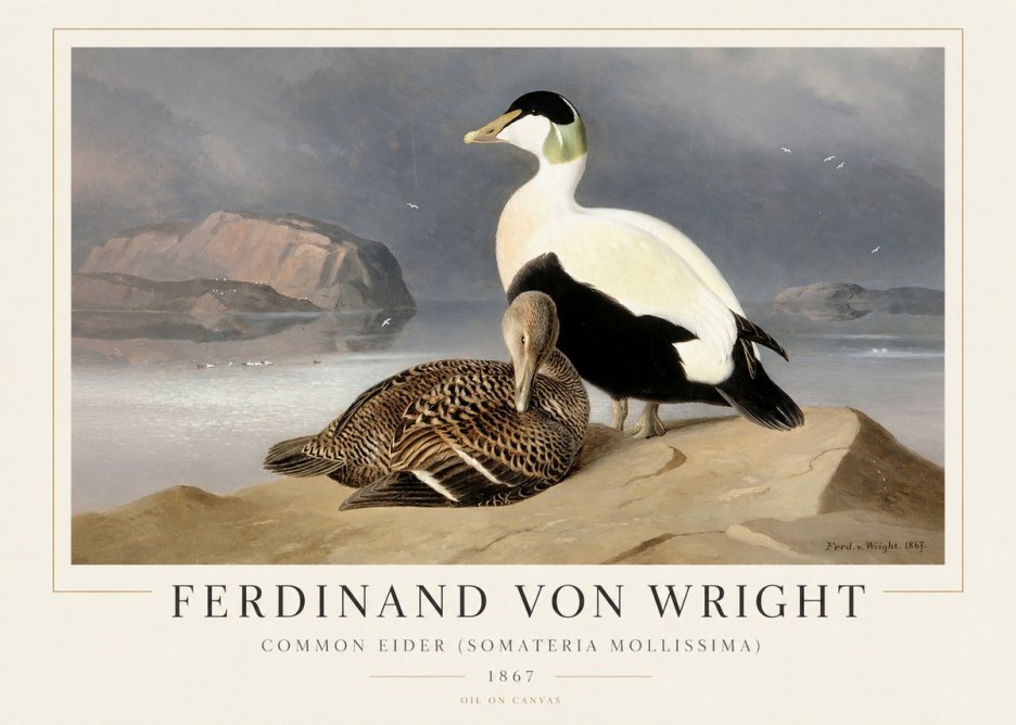 Ferdinand von Wright Common Eider (Somateria Mollissima) No1 - Plakát