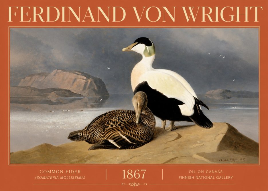 Ferdinand von Wright Common Eider (Somateria Mollissima) No4 - Plakát