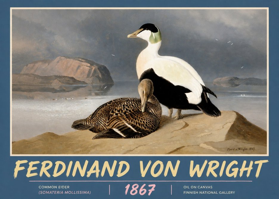 Ferdinand von Wright Common Eider (Somateria Mollissima) No5 - Plakát