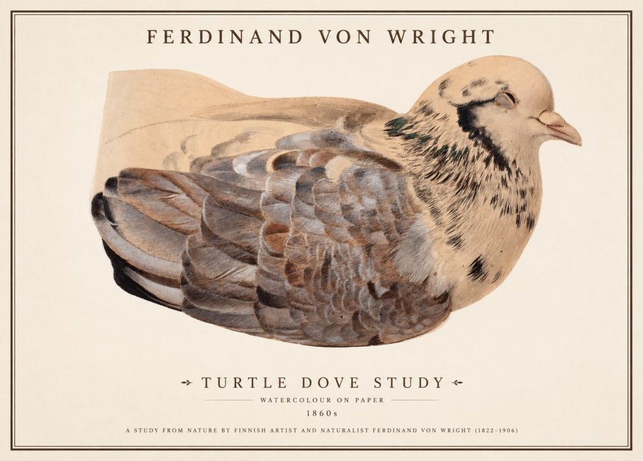 Ferdinand von Wright Turtle Dove Study No1 - Plakát