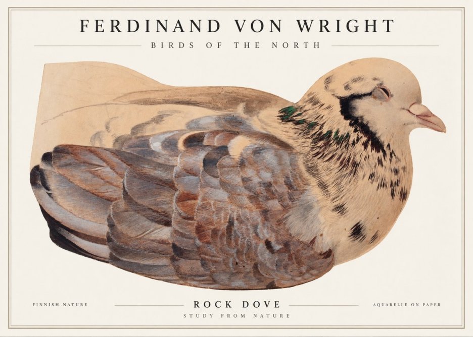 Ferdinand von Wright Turtle Dove Study No2 - Plakát