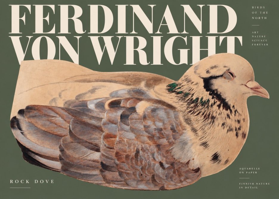 Ferdinand von Wright Turtle Dove Study No3 - Plakát