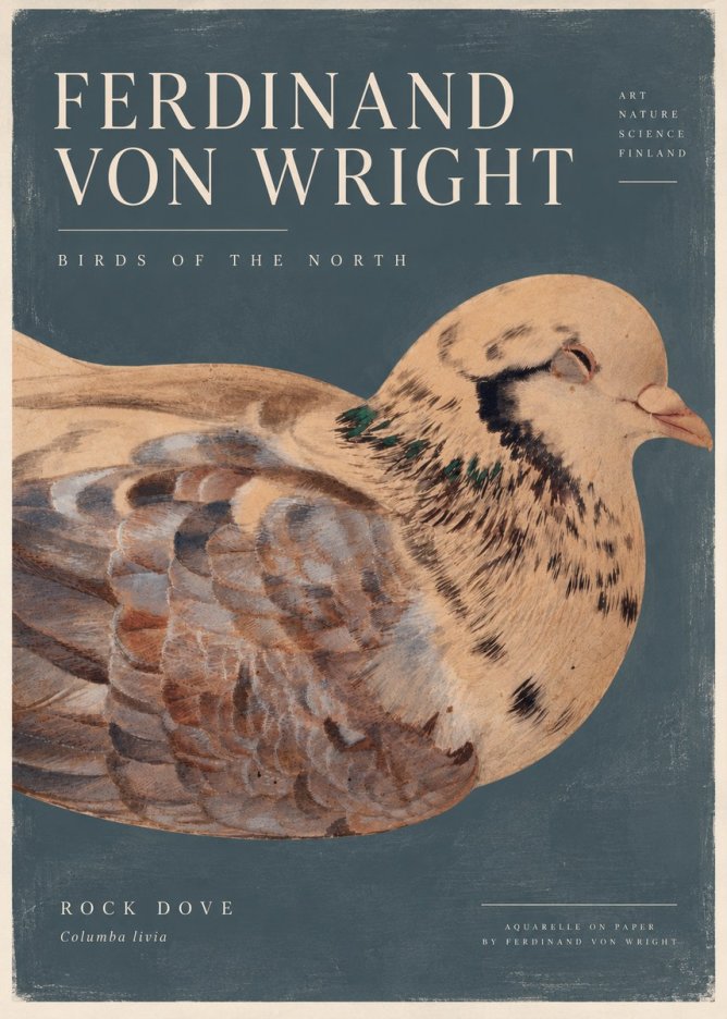 Ferdinand von Wright Turtle Dove Study No5 - Plakát