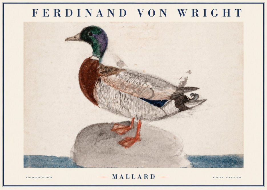Ferdinand von Wright Mallard No1 - Plakát