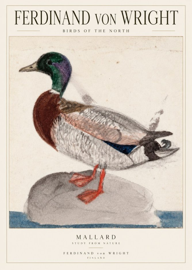 Ferdinand von Wright Mallard No2 - Plakát