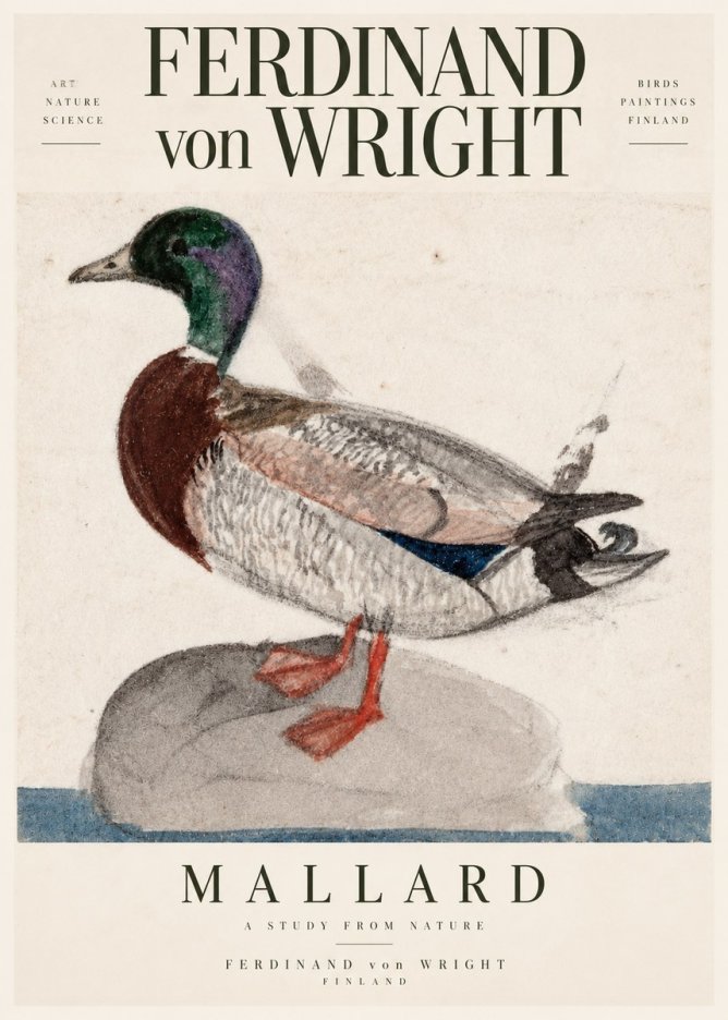 Ferdinand von Wright Mallard No3 - Plakát