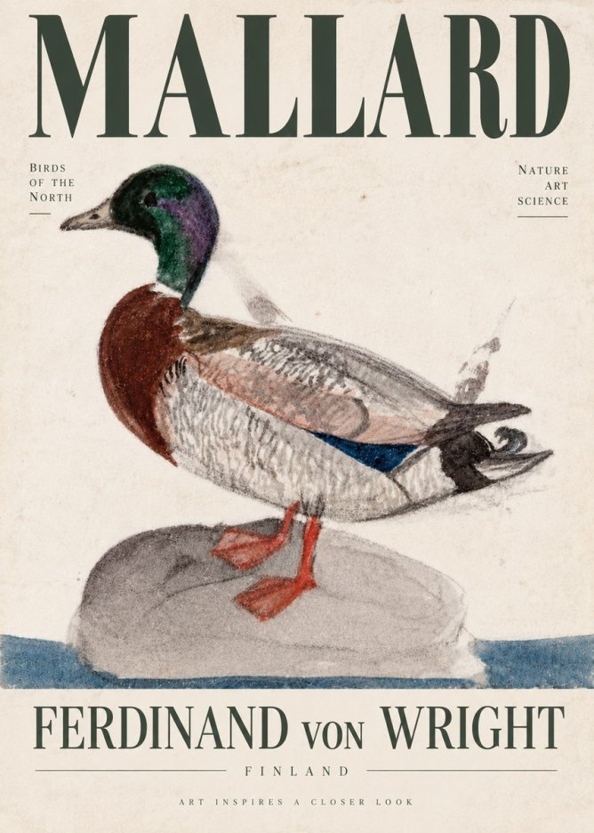 Ferdinand von Wright Mallard No4 - Plakát