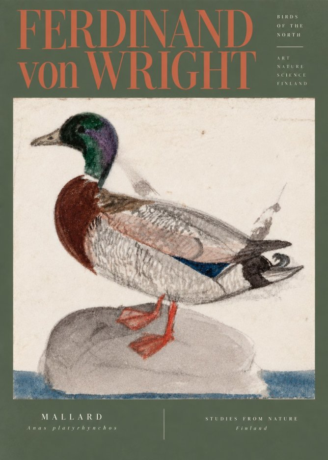 Ferdinand von Wright Mallard No5 - Plakát