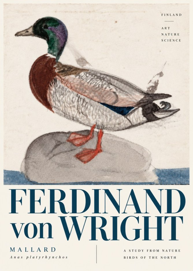 Ferdinand von Wright Mallard No6 - Plakát