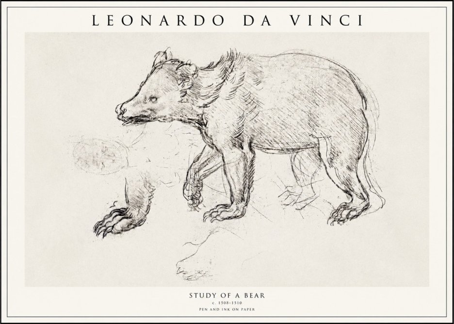 Leonardo da Vinci Study of a Bear No1 - Plakát
