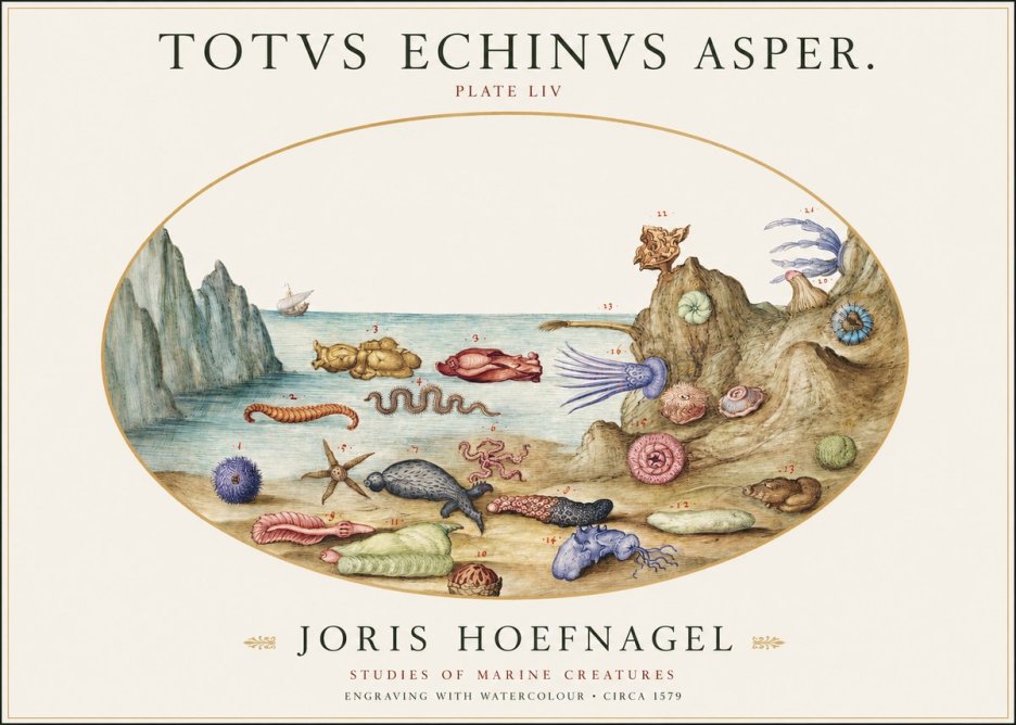 Joris Hoefnagel Totvs Echinvs Asper. Plate Liv No1 - Plakát