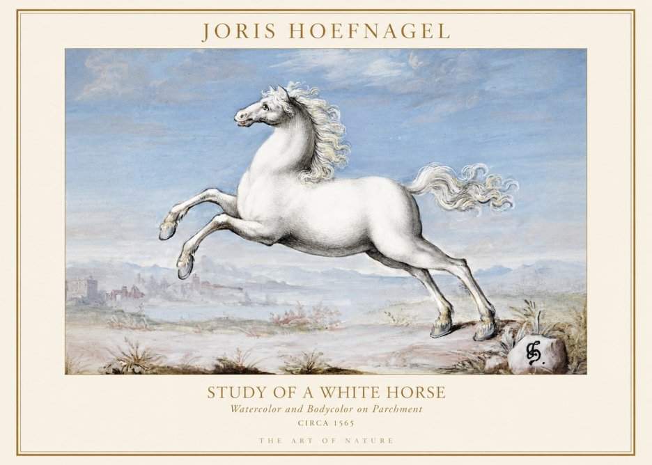 Joris Hoefnagel Study of a White Horse No1 - Plakát