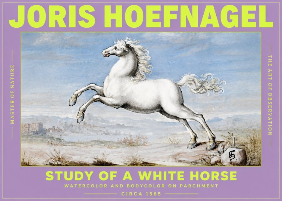 Joris Hoefnagel Study of a White Horse No3 - Plakát