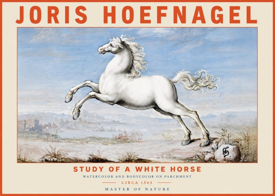 Joris Hoefnagel Study of a White Horse No4 - Plakát