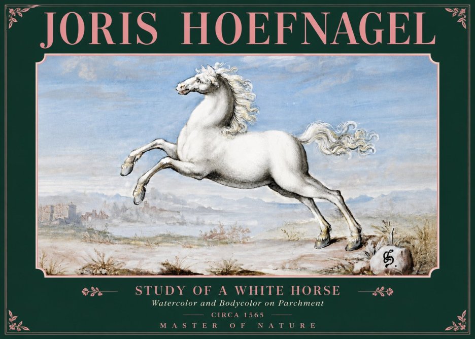 Joris Hoefnagel Study of a White Horse No5 - Plakát