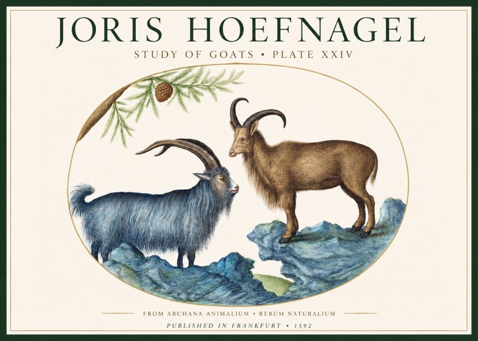 Joris Hoefnagel Two Mountain Goats from the Series Quadrupeds No2 - Plakát