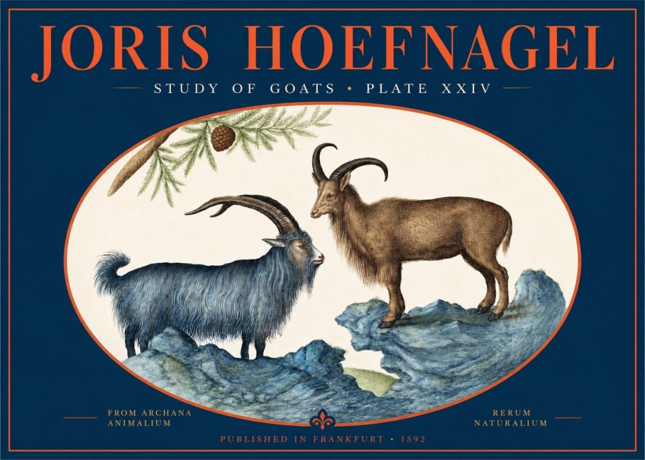 Joris Hoefnagel Two Mountain Goats from the Series Quadrupeds No3 - Plakát