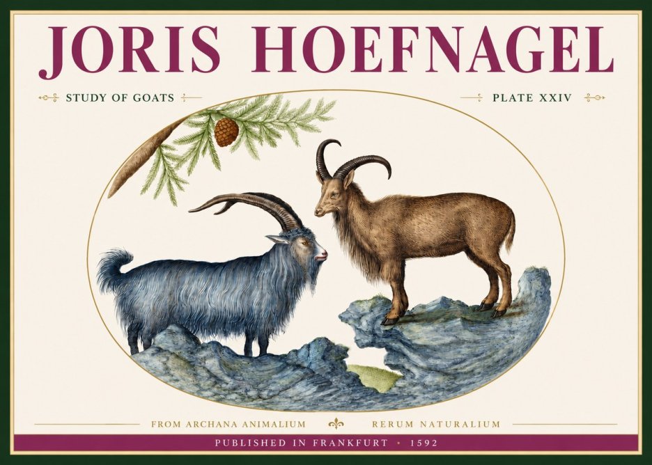 Joris Hoefnagel Two Mountain Goats from the Series Quadrupeds No4 - Plakát