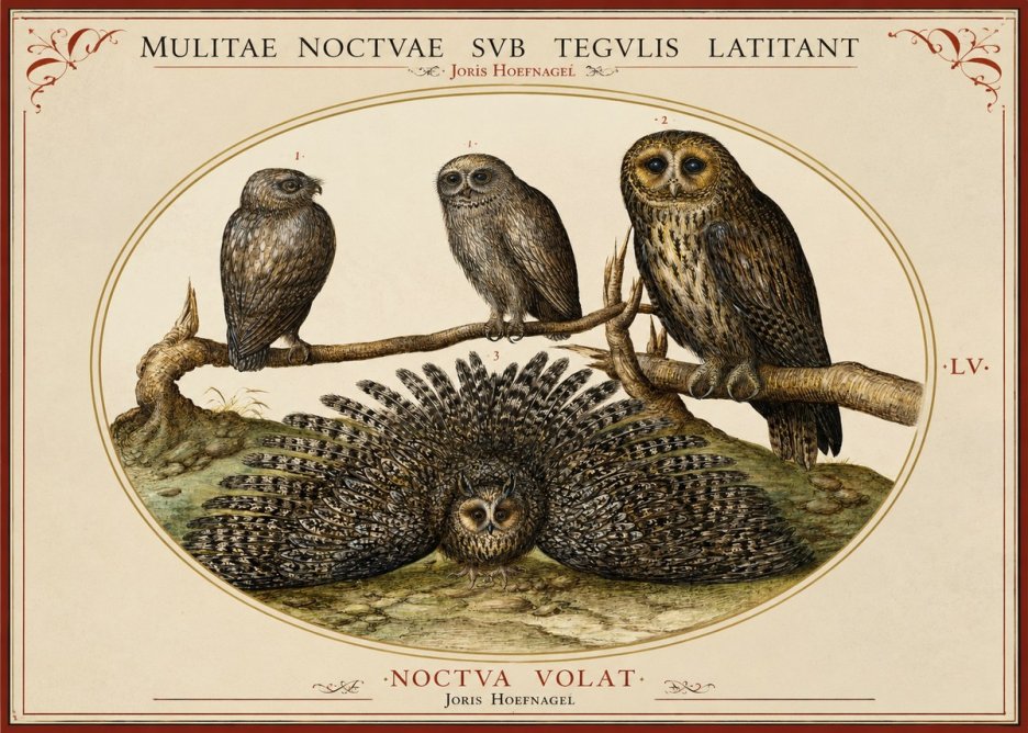 Joris Hoefnagel Noctva Volat No2 - Plakát