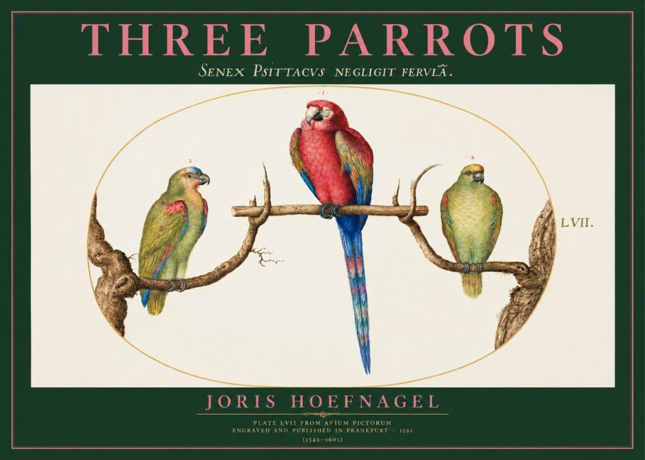 Joris Hoefnagel Three Parrots No2 - Plakát