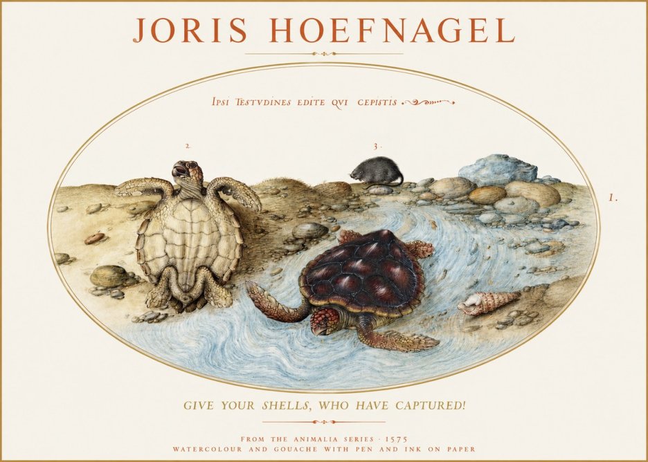 Joris Hoefnagel Two Turtles in a Stream No2 - Plakát
