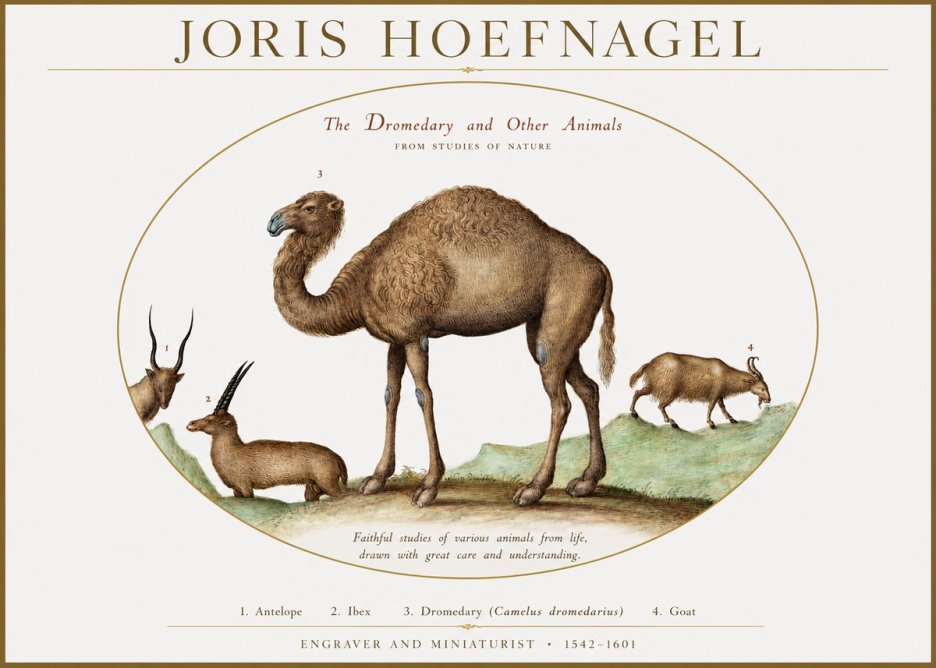 Joris Hoefnagel The Dromedary and Other Animals from Studies of Nature No1 - Plakát
