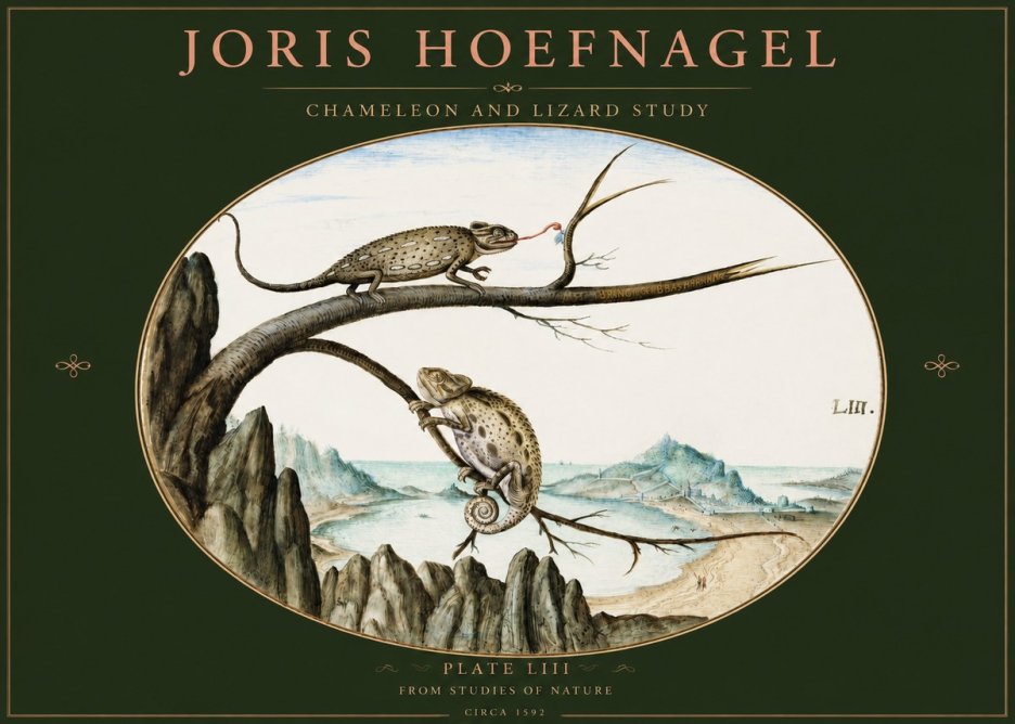 Joris Hoefnagel Chameleon and Lizard No3 - Plakát