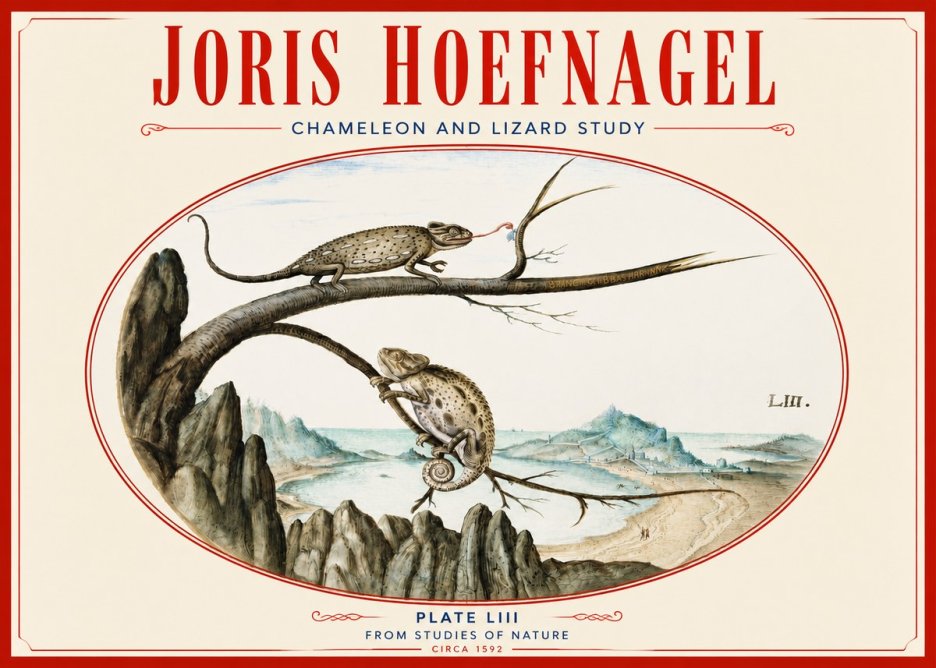 Joris Hoefnagel Chameleon and Lizard No4 - Plakát