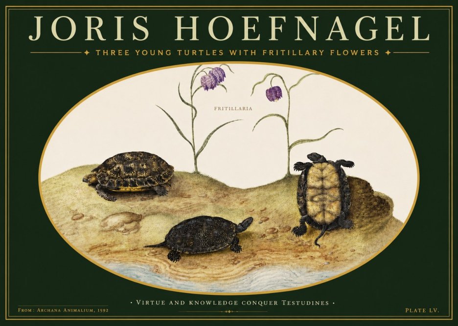 Joris Hoefnagel Three Young Turtles with Fritillary Flowers No3 - Plakát