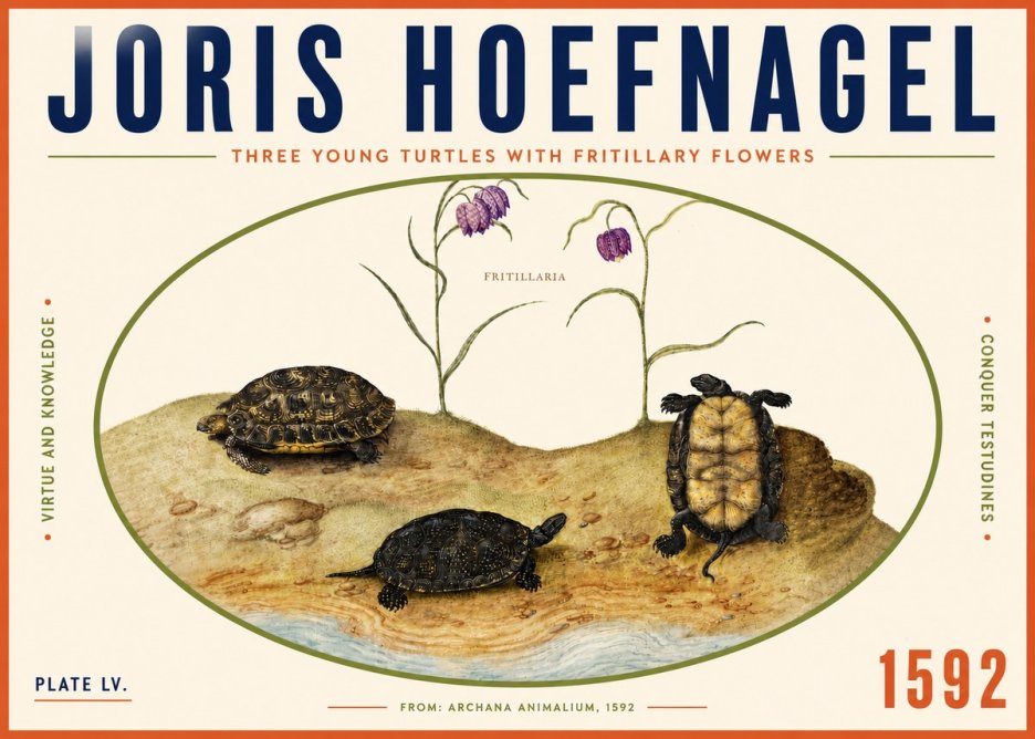 Joris Hoefnagel Three Young Turtles with Fritillary Flowers No4 - Plakát