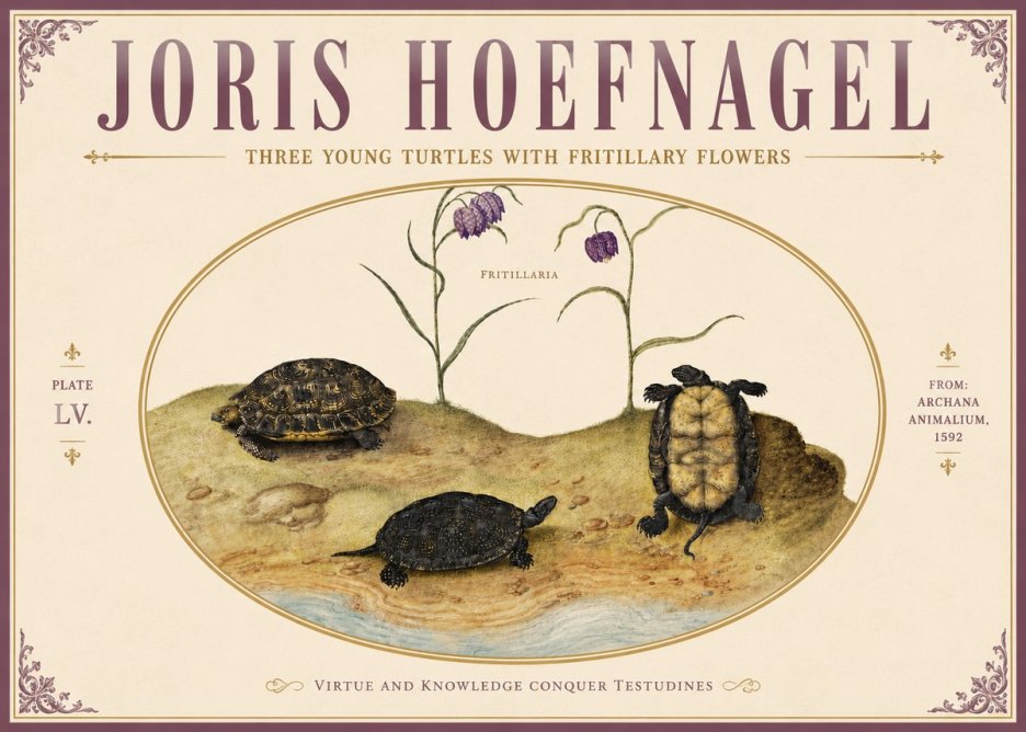 Joris Hoefnagel Three Young Turtles with Fritillary Flowers No5 - Plakát