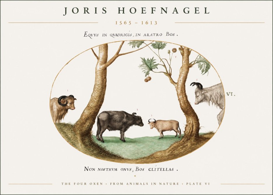 Joris Hoefnagel The Four Oxen No1 - Plakát