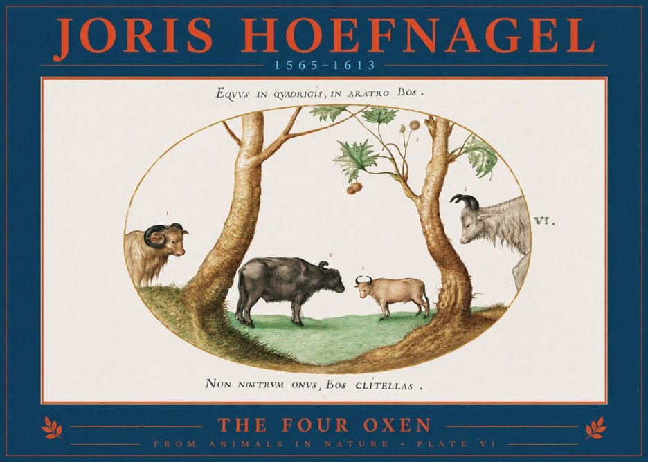 Joris Hoefnagel The Four Oxen No2 - Plakát