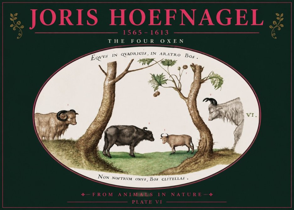 Joris Hoefnagel The Four Oxen No4 - Plakát