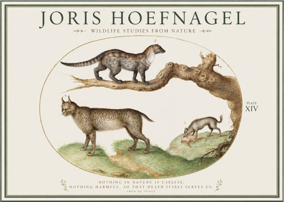 Joris Hoefnagel Wildlife Studies from Nature - Plate Xiv No1 - Plakát