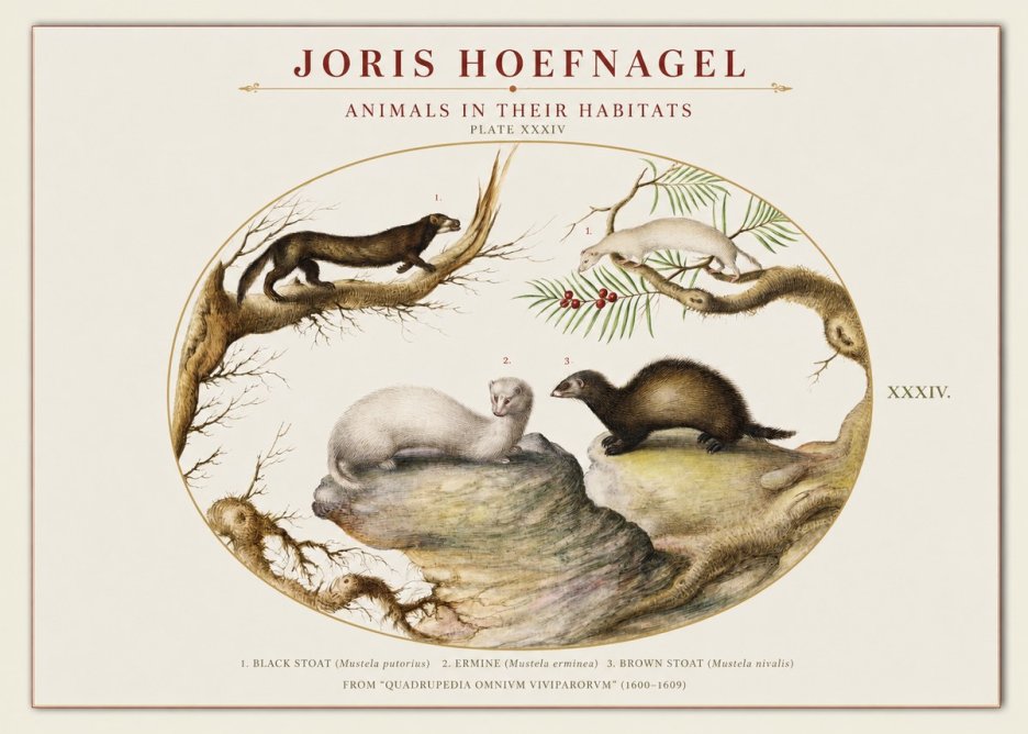 Joris Hoefnagel Animals in Their Habitats Plate Xxxiv No1 - Plakát