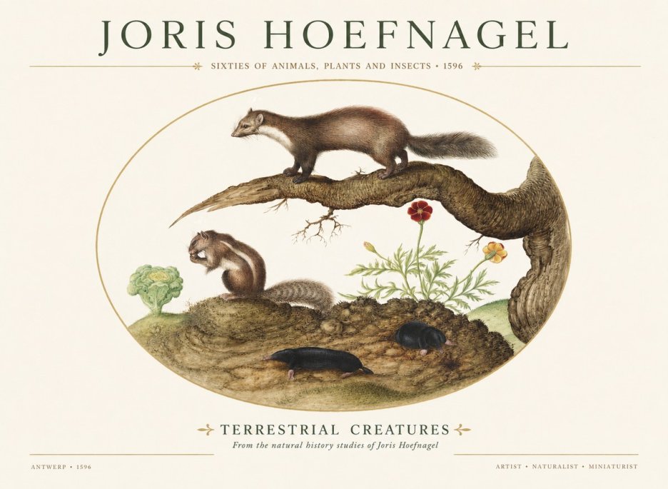 Joris Hoefnagel Terrestrial Creatures No1 - Plakát