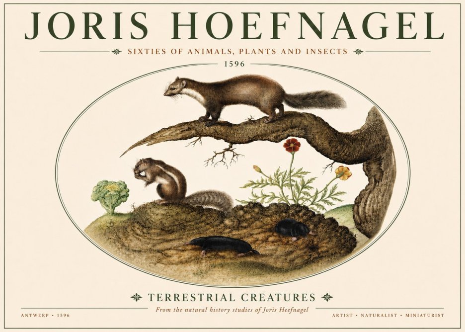 Joris Hoefnagel Terrestrial Creatures No4 - Plakát