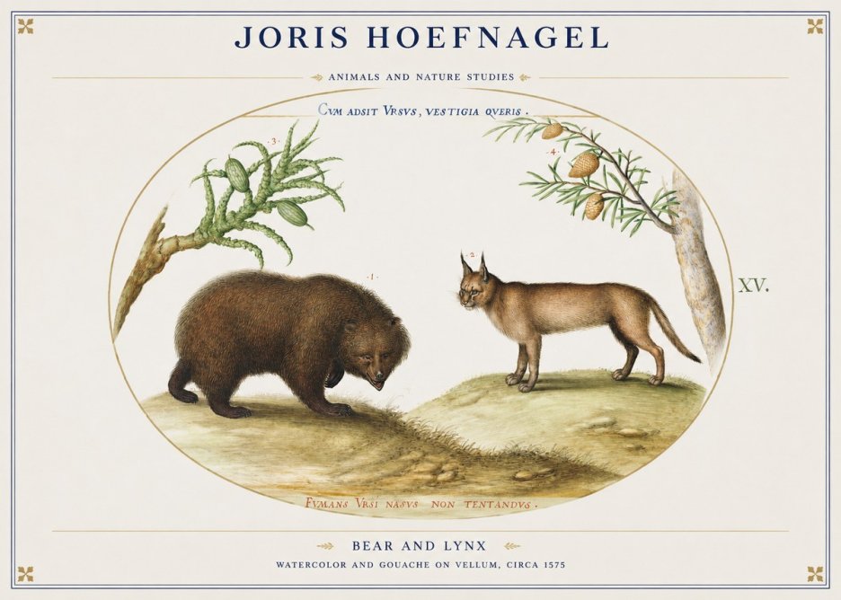 Joris Hoefnagel Bear and Lynx No1 - Plakát