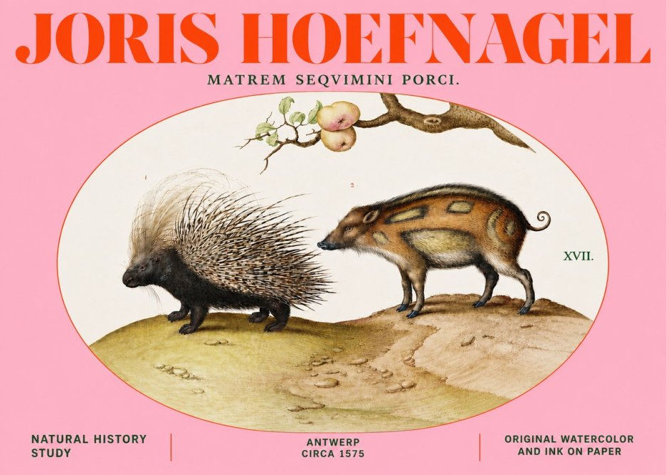 Joris Hoefnagel Matrem Seqvimini Porci. No4 - Plakát
