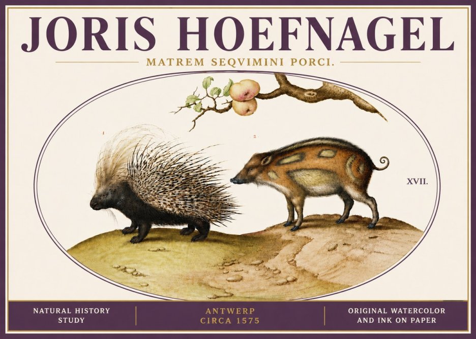 Joris Hoefnagel Matrem Seqvimini Porci. No6 - Plakát