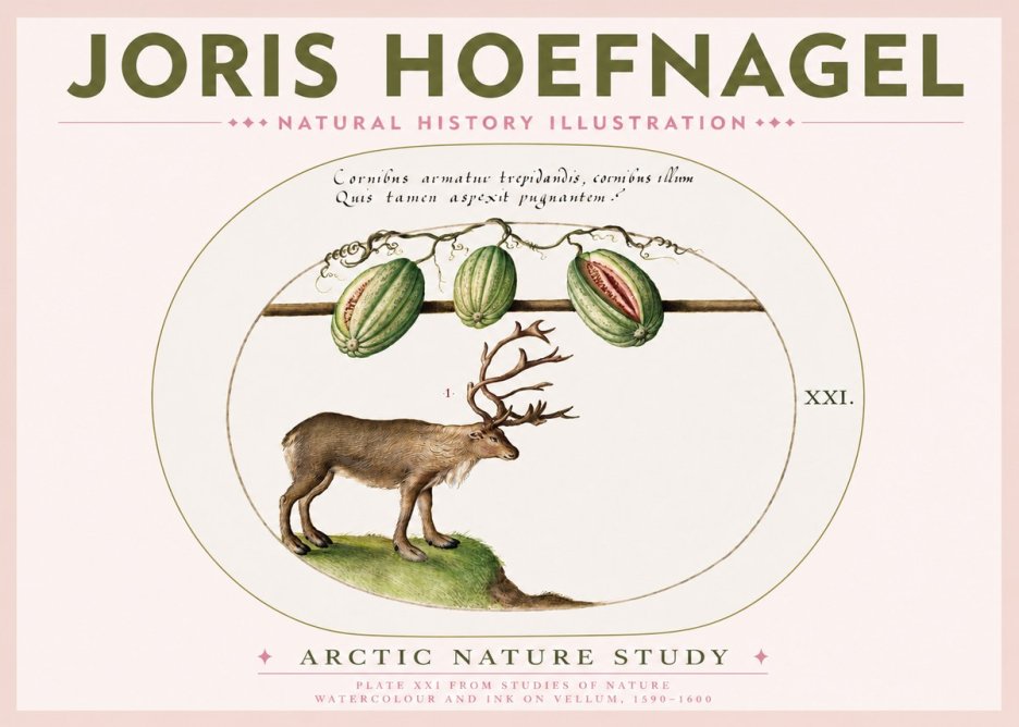 Joris Hoefnagel Arctic Nature Study No3 - Plakát