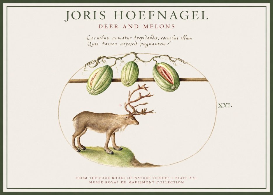 Joris Hoefnagel Arctic Nature Study No4 - Plakát