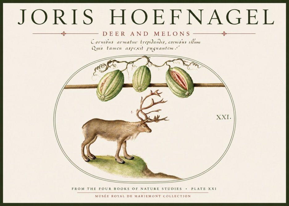Joris Hoefnagel Arctic Nature Study No6 - Plakát